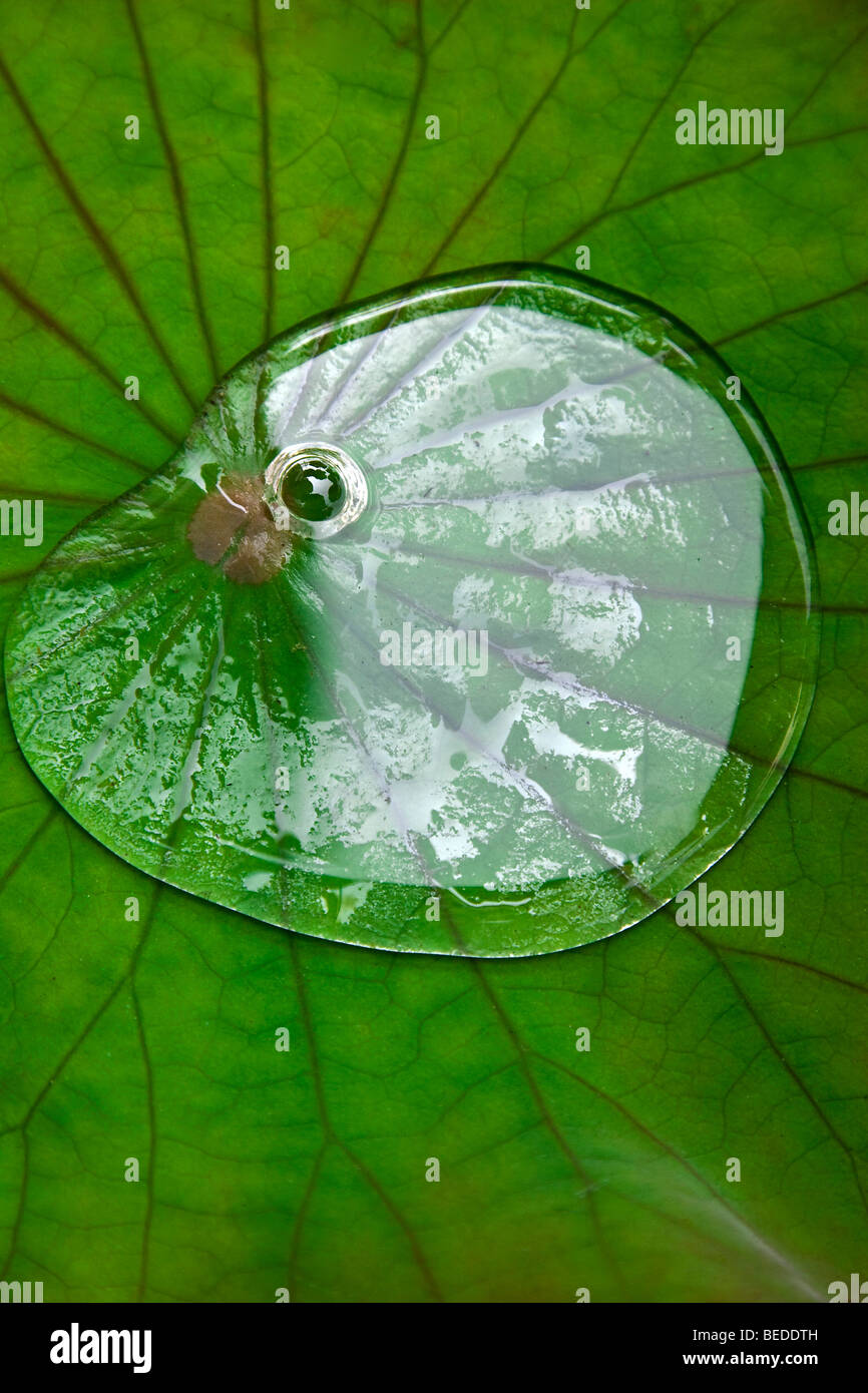 Wassertropfen auf einem Lotusblatt, Lotus-Effekt Stockfoto
