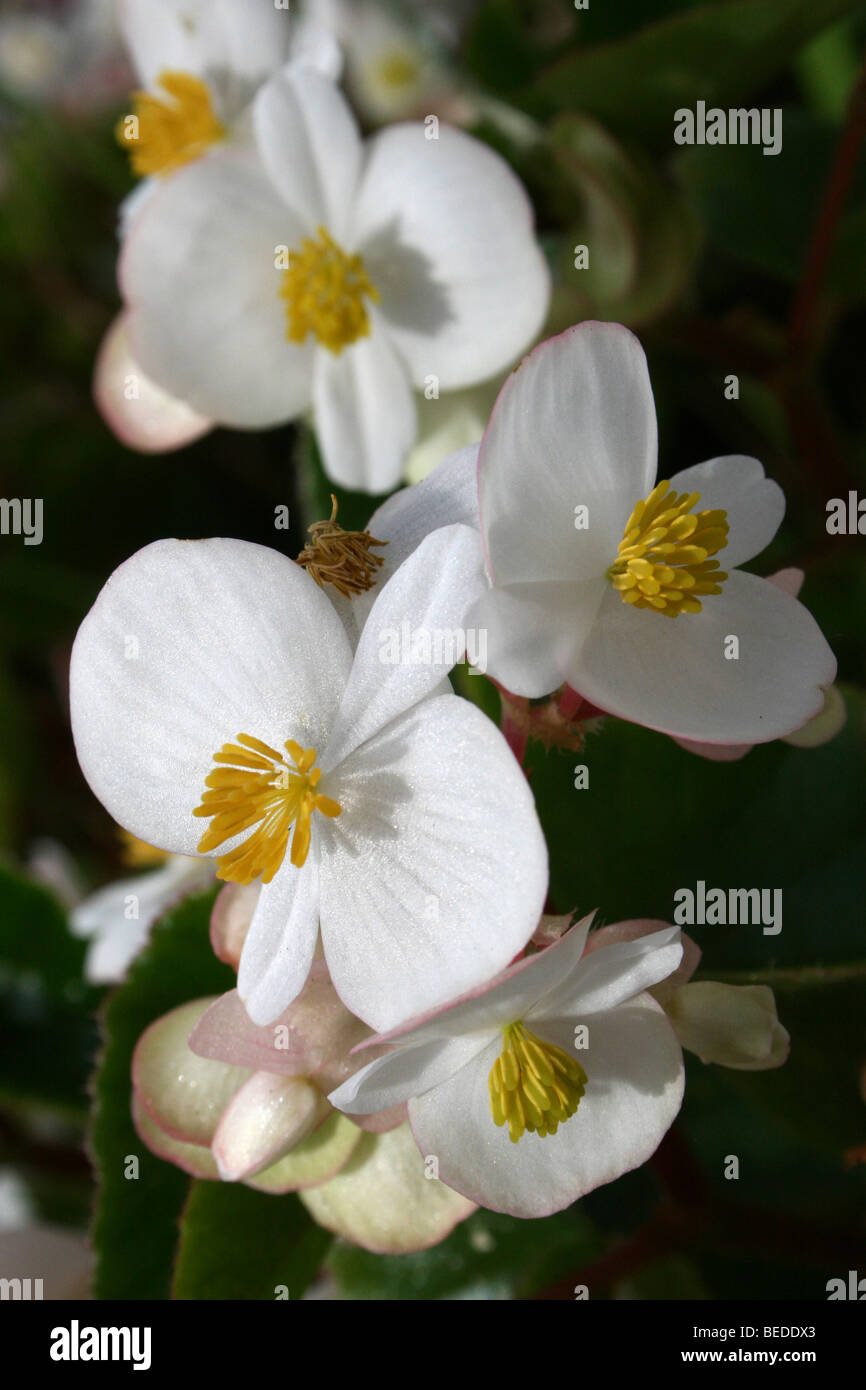 Grünes Blatt weiße Begonia genommen In Provinz Westkap, Südafrika Stockfoto