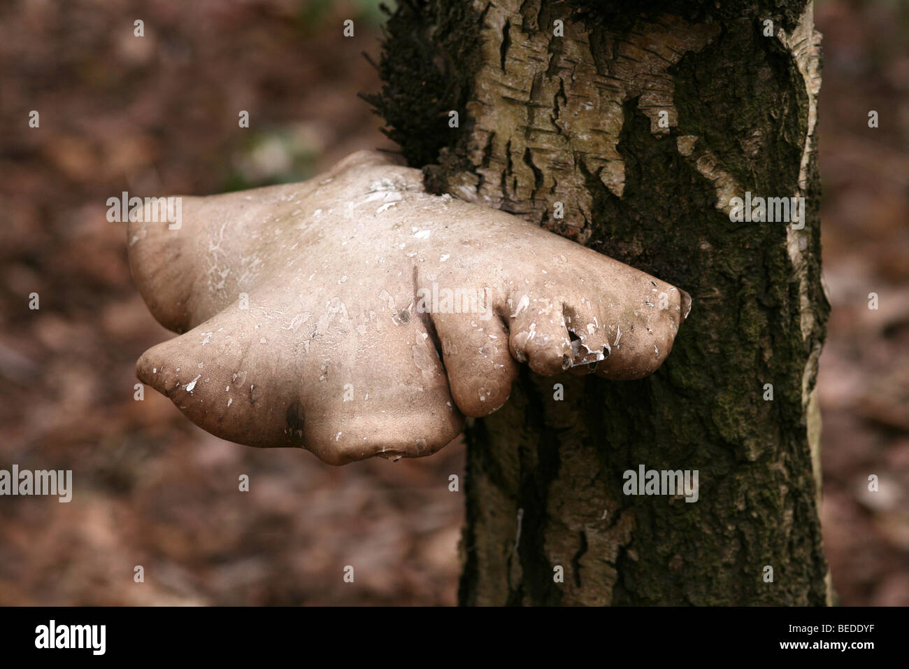 Birke Polypore Pilze Piptoporus Betulinus genommen auf bloße Sands Holz Nature Reserve, Lancashire, UK Stockfoto