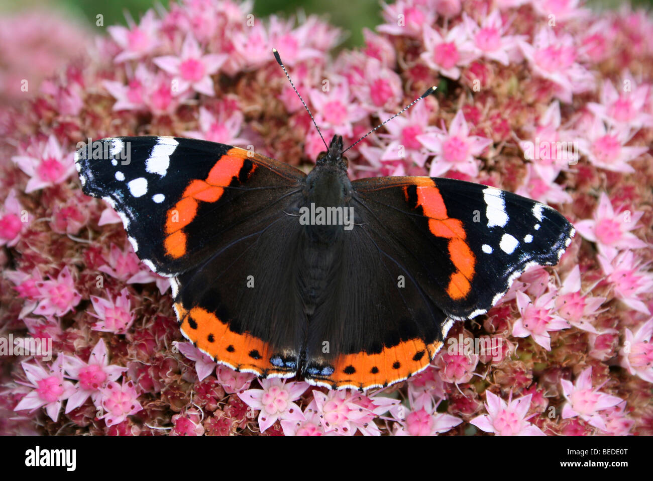 Red Admiral Vanessa Atalanta am Martin bloße WWT, Lancashire UK Stockfoto