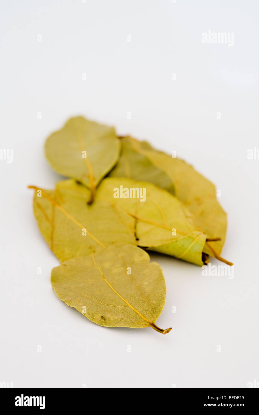 Getrocknete Lorbeerblätter (Salix Pentandra) beliebte aromatische Kraut mit vielen Einsatzmöglichkeiten in Rezepte vor allem Aufläufe Stockfoto