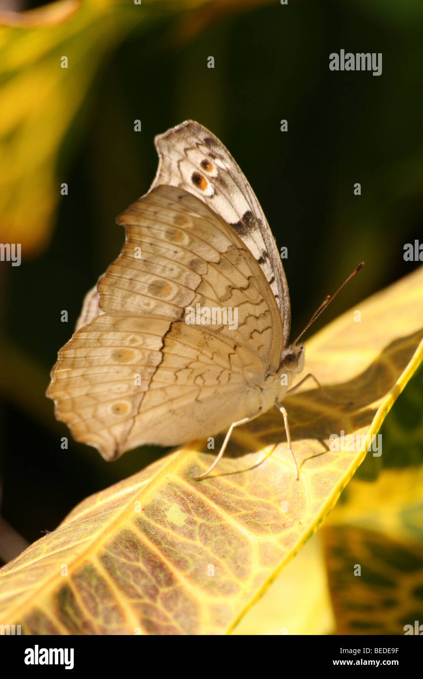 Grey Stiefmütterchen Iunonia Atlites genommen In A Monastery Garden, Majuli Insel, Brahmaputra Fluss, Assam, Indien Stockfoto