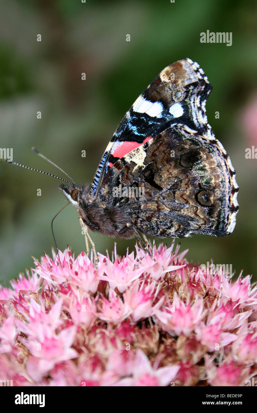 Red Admiral Vanessa Atalanta am Martin bloße WWT, Lancashire UK Stockfoto
