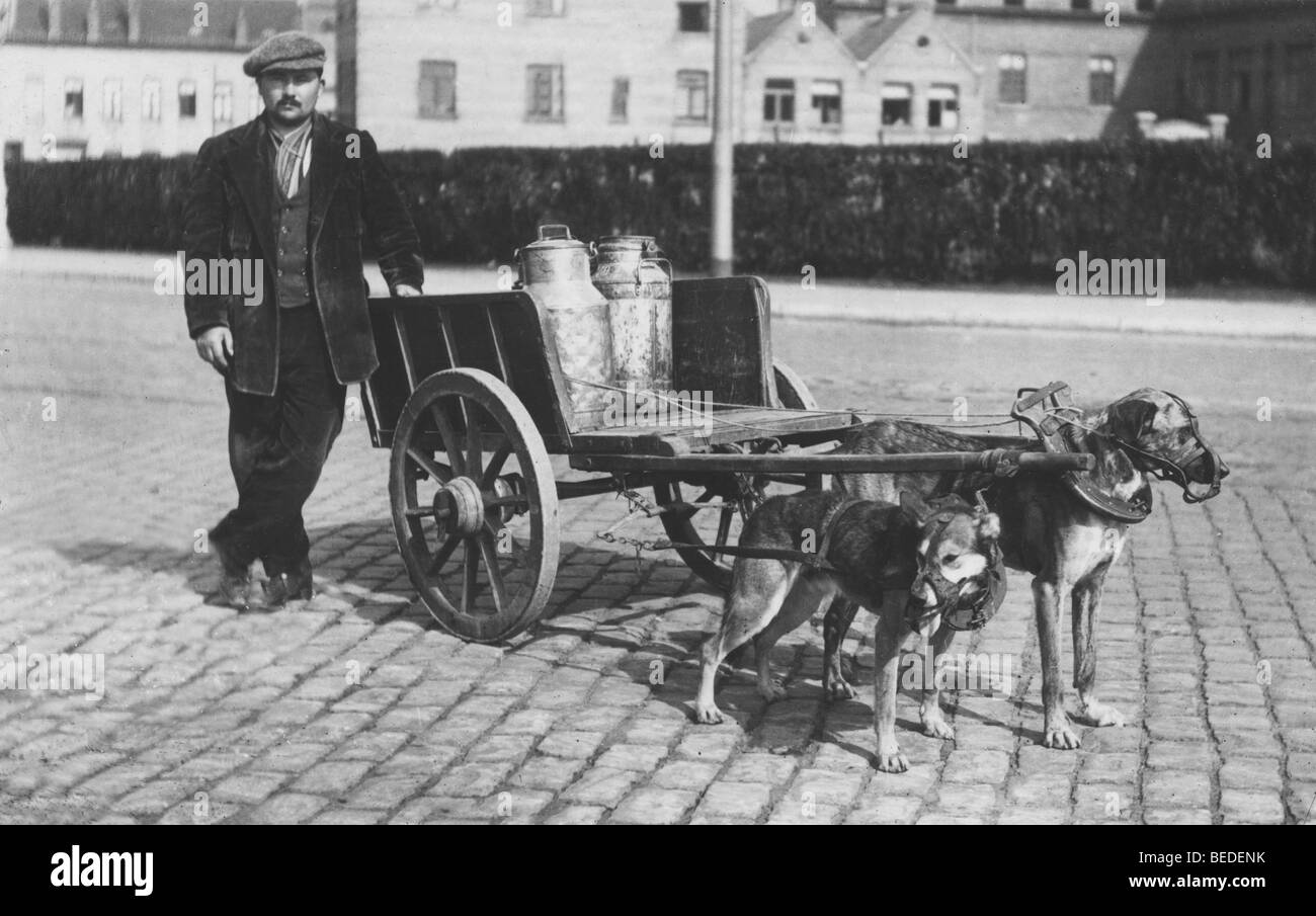 Historisches Foto Hunde Ziehen Einen Milch Wagen Um 1912