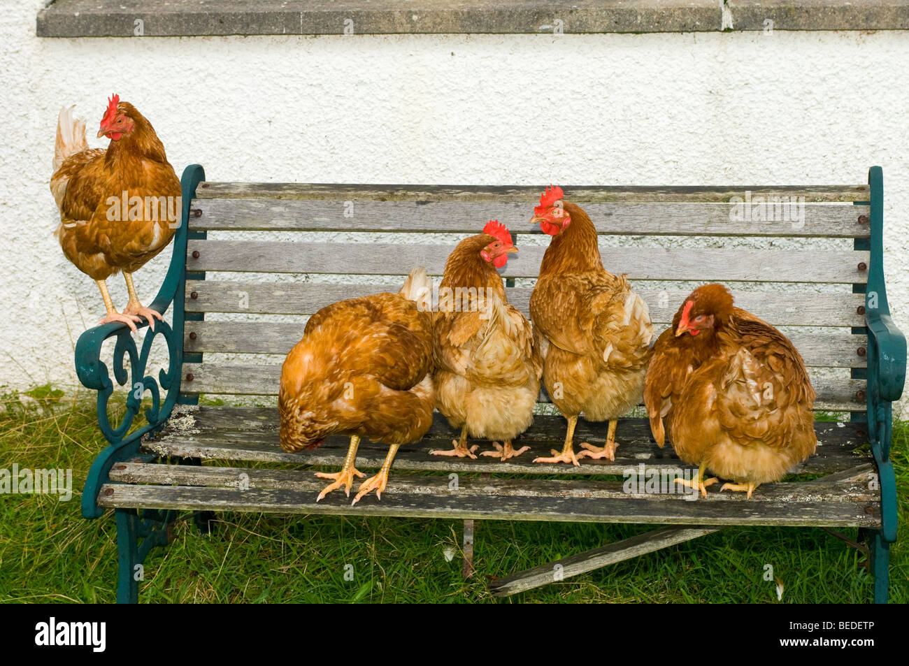 Lokalen Lebensmittelhersteller, Eiern für Frühstück, Inverie, Knoydart, Halbinsel, Mallaig SCO 5358 Stockfoto
