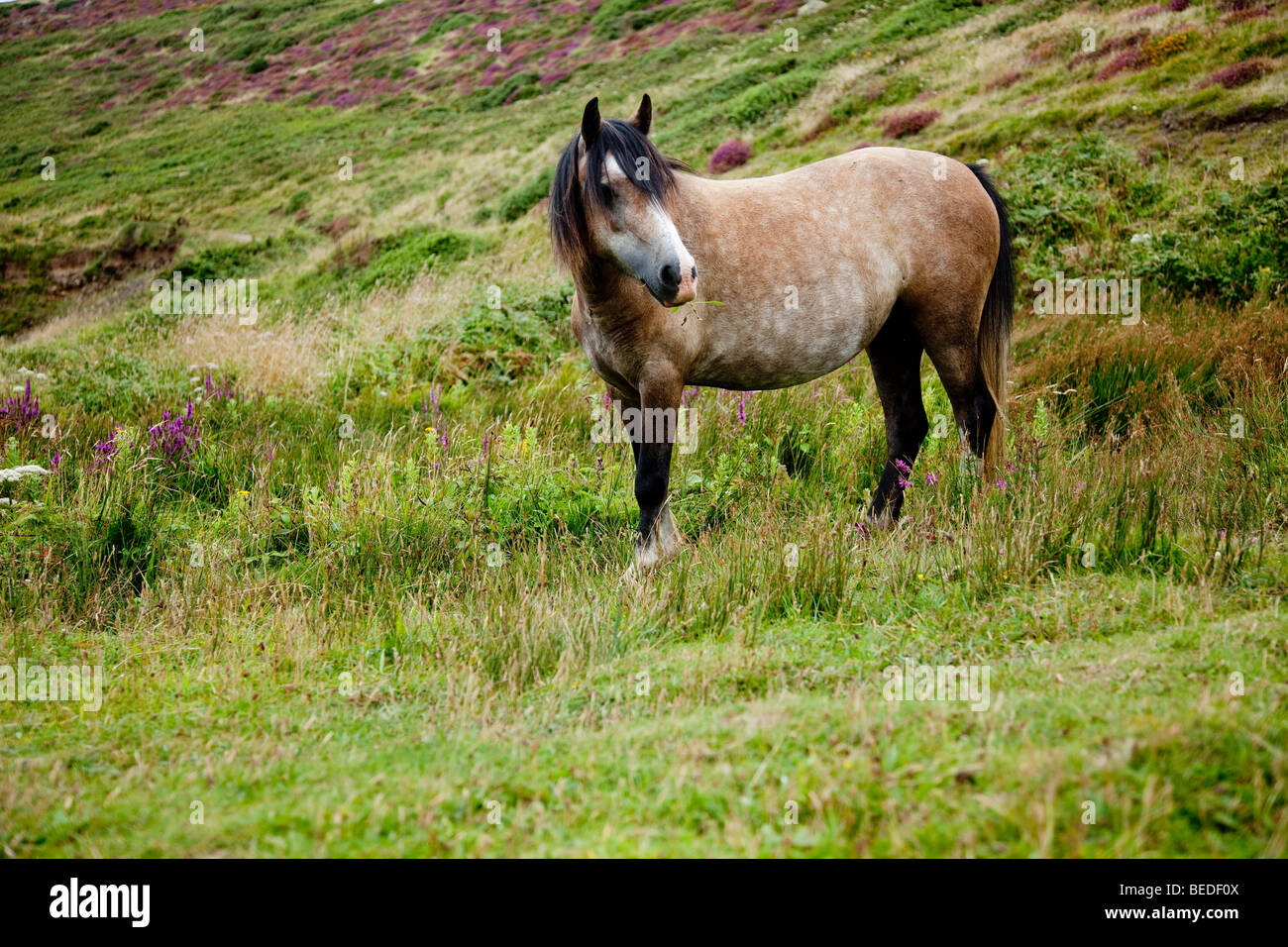 Welsh pony stehen am Hang Stockfoto