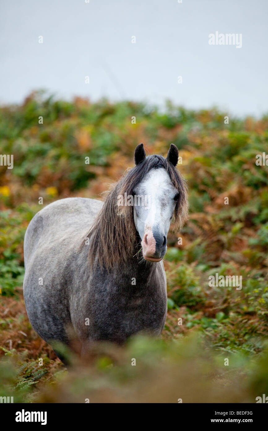 Welsh pony stehen im bracken Stockfoto