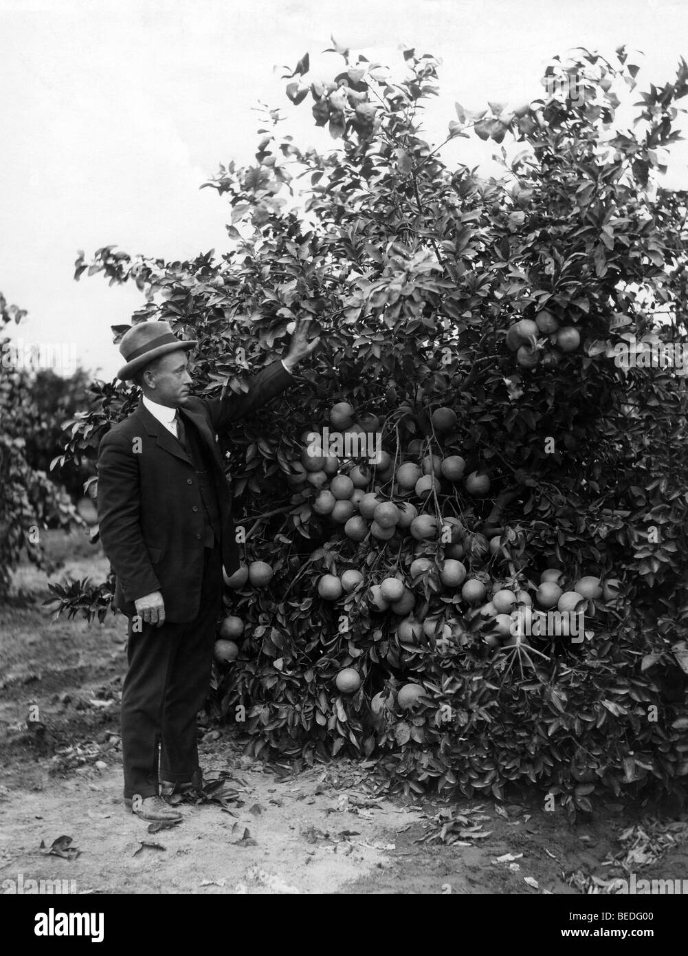 Historisches Foto, Mann auf einer Orangenplantage, um 1925 Stockfoto