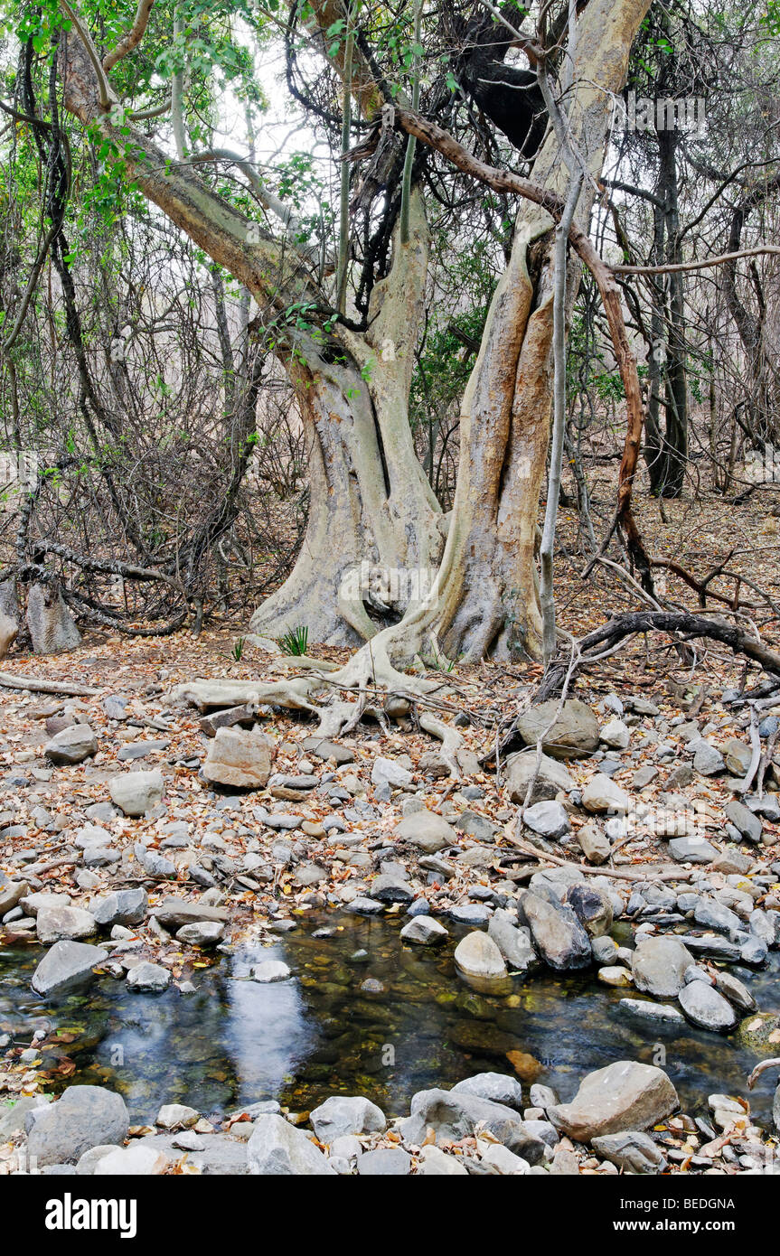 Feigenbaum (Ficus) in der Blyde River Canyon Nature Reserve, Mpumalanga, Südafrika Stockfoto