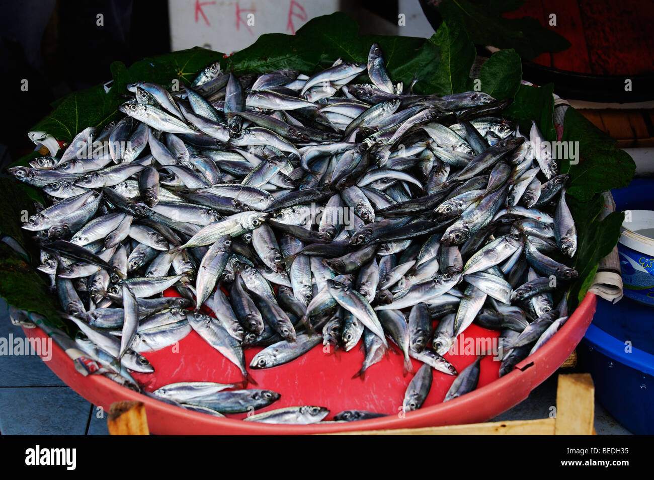 Frischer Fisch zum Verkauf in Istanbul Galatasaray Fish Market Stockfoto