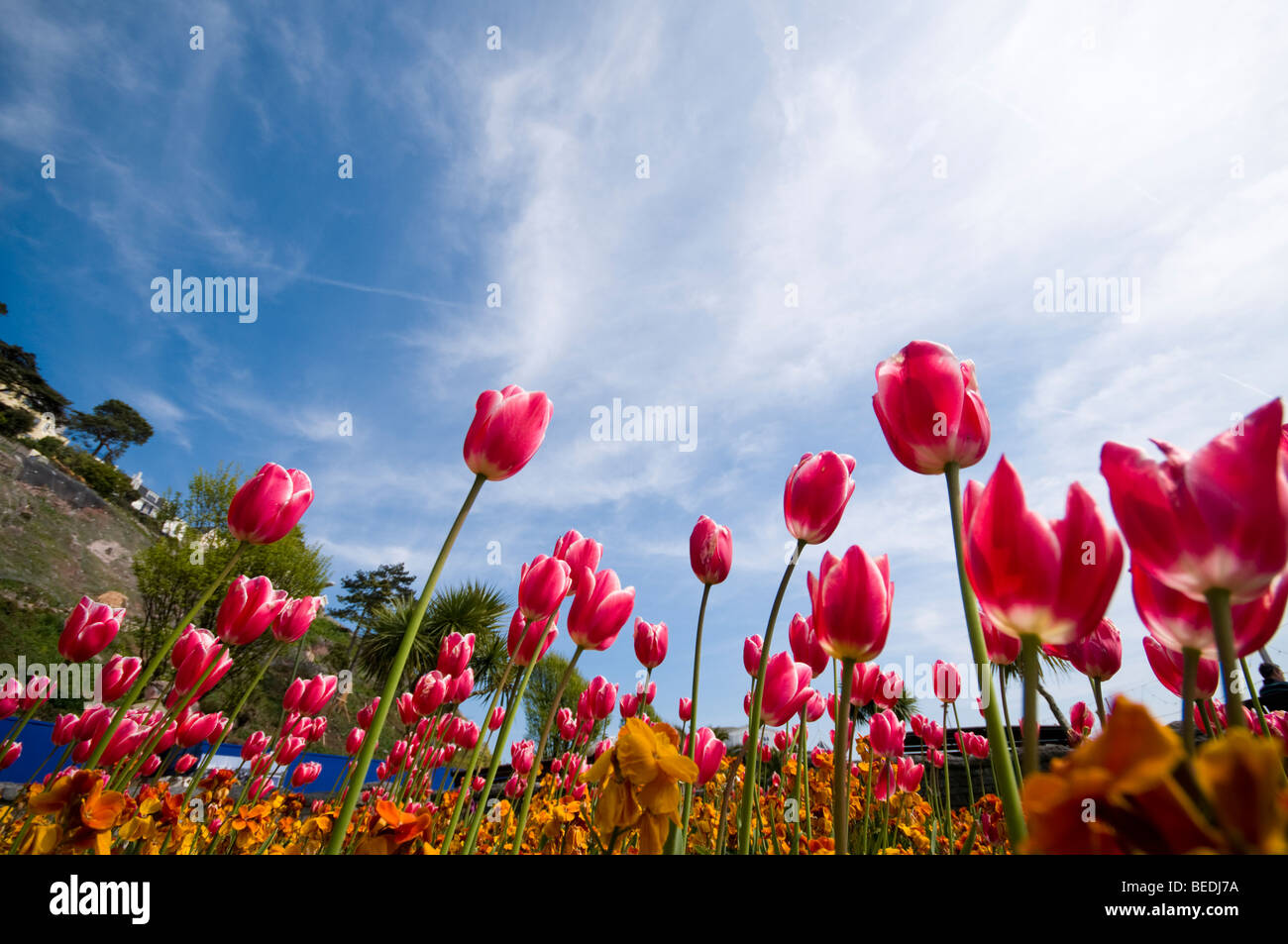 Rote Tulpen gesehen aus niedrigen Winkel, direkt am Meer, Torquay, Devon, UK Stockfoto