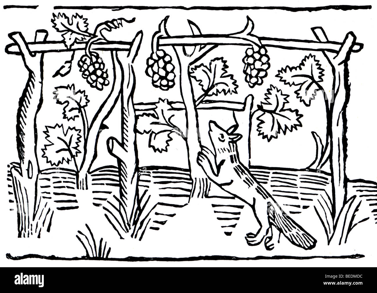 AESOPS FABELN - der Fuchs und die Trauben - 1484 von William Caxton in eines der ersten illustrierten Bücher veröffentlicht Stockfoto