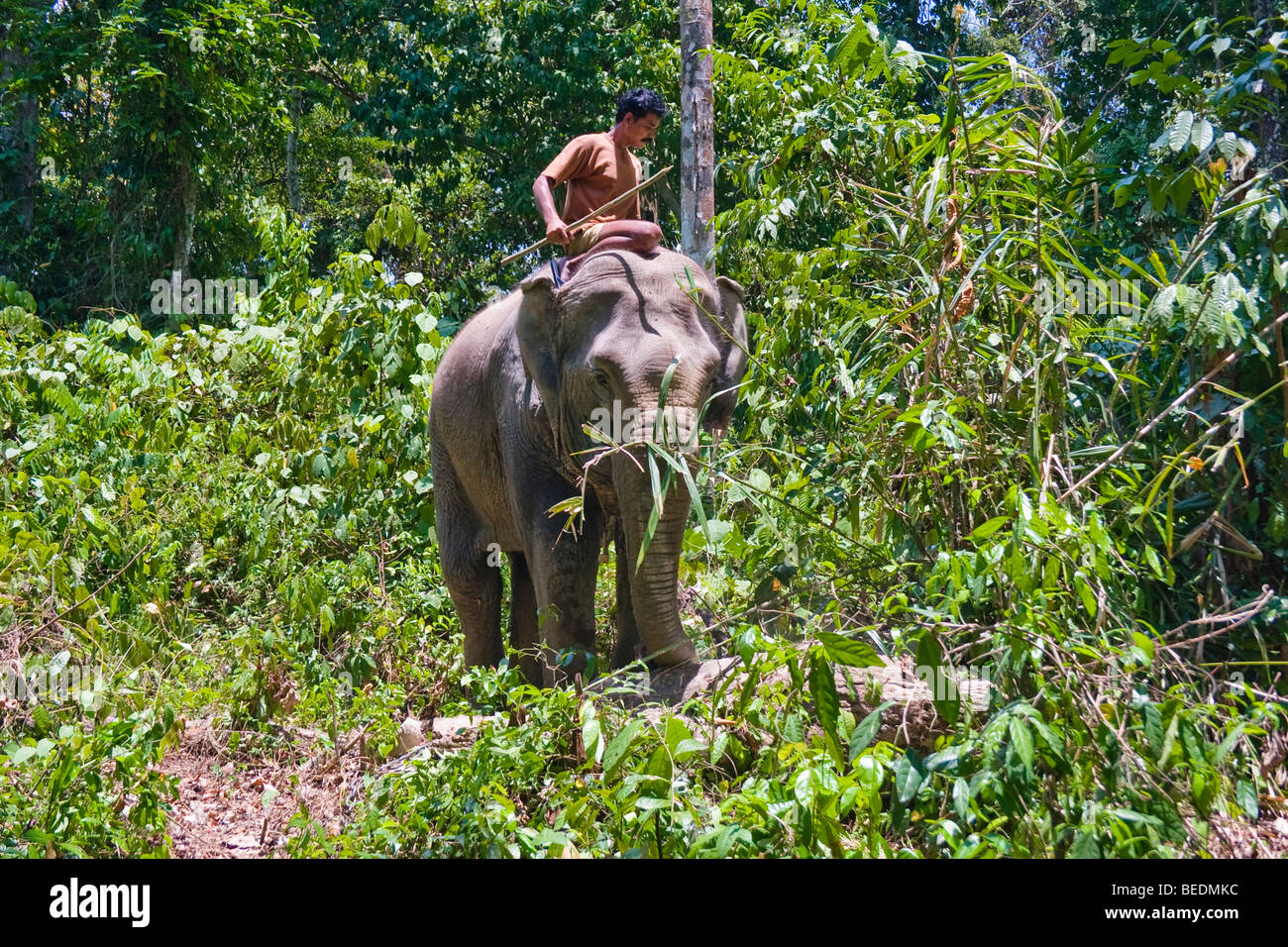 Asiatischer Elefant (Elephas Maximus) und ein Mahout Havelock, Andaman Inseln, Indien, Südasien Stockfoto