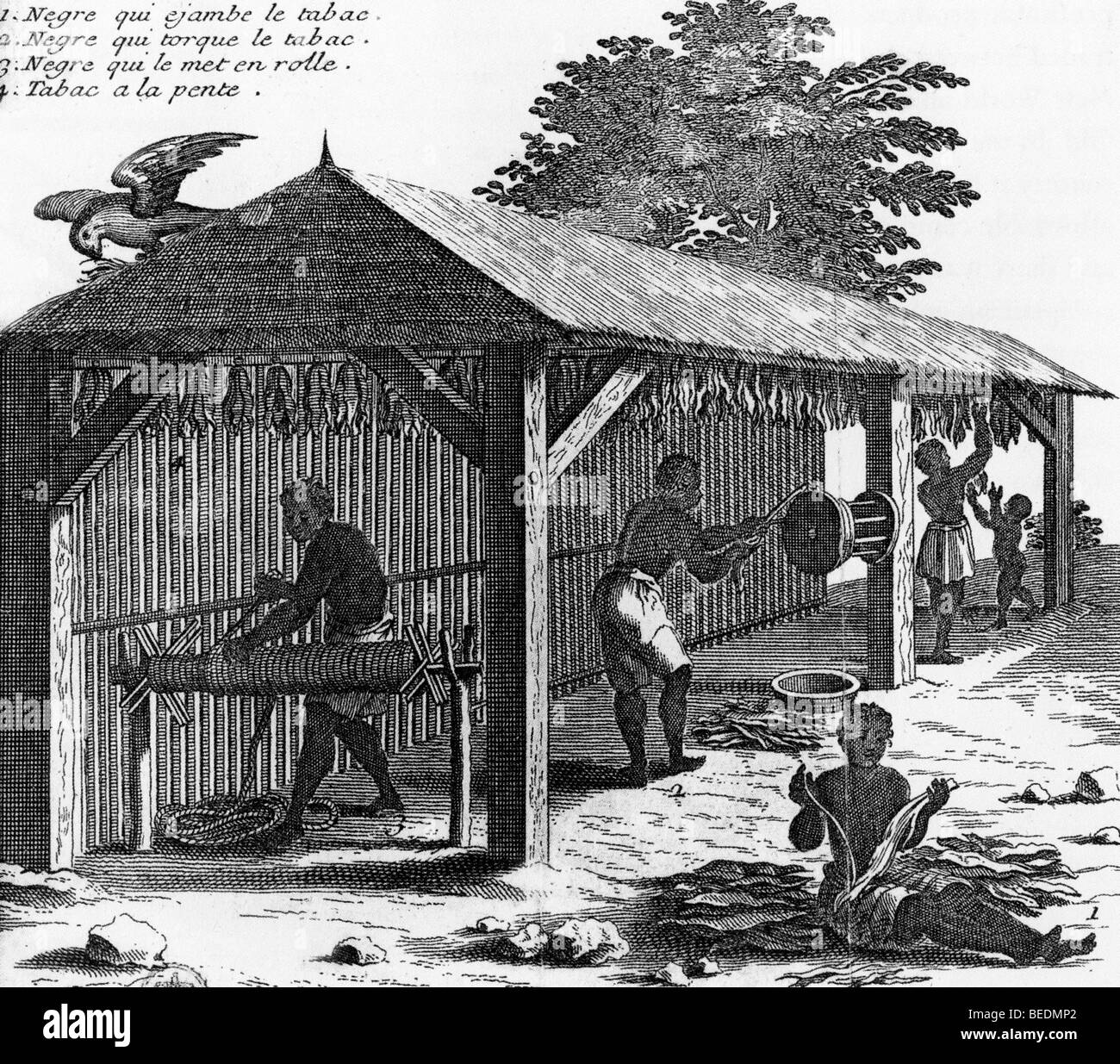 Tabak Verarbeitung von Sklaven in Santo Domingo in dem, was ist jetzt der Dominikanischen Republik gezeigt in einem Kupferstich aus dem 18. Jahrhundert Stockfoto