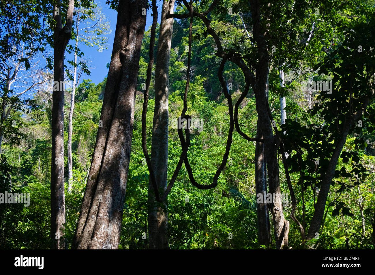 Regenwald, Lianen, Havelock Island, Andamanen, Indien, Südasien Stockfoto