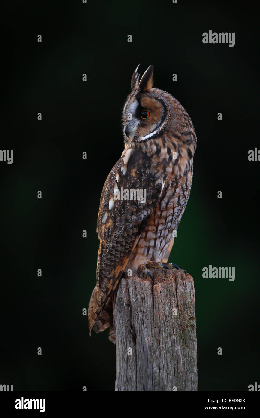 Waldohreule - Asio otus Stockfoto