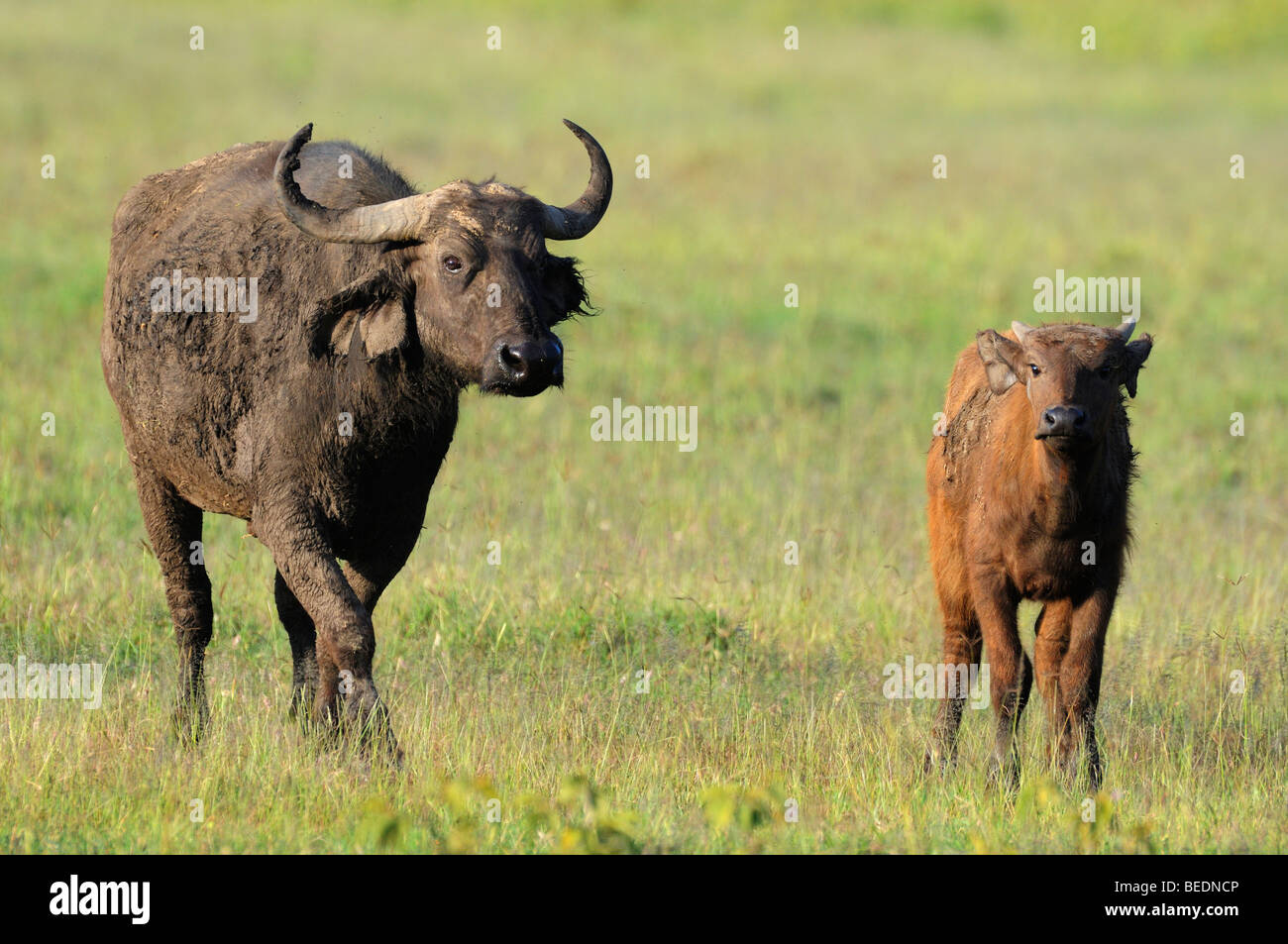 Afrikanischer Büffel (Syncerus Caffer), Kuh und Kalb, Lake Nakuru national Park, Kenia, Ostafrika Stockfoto