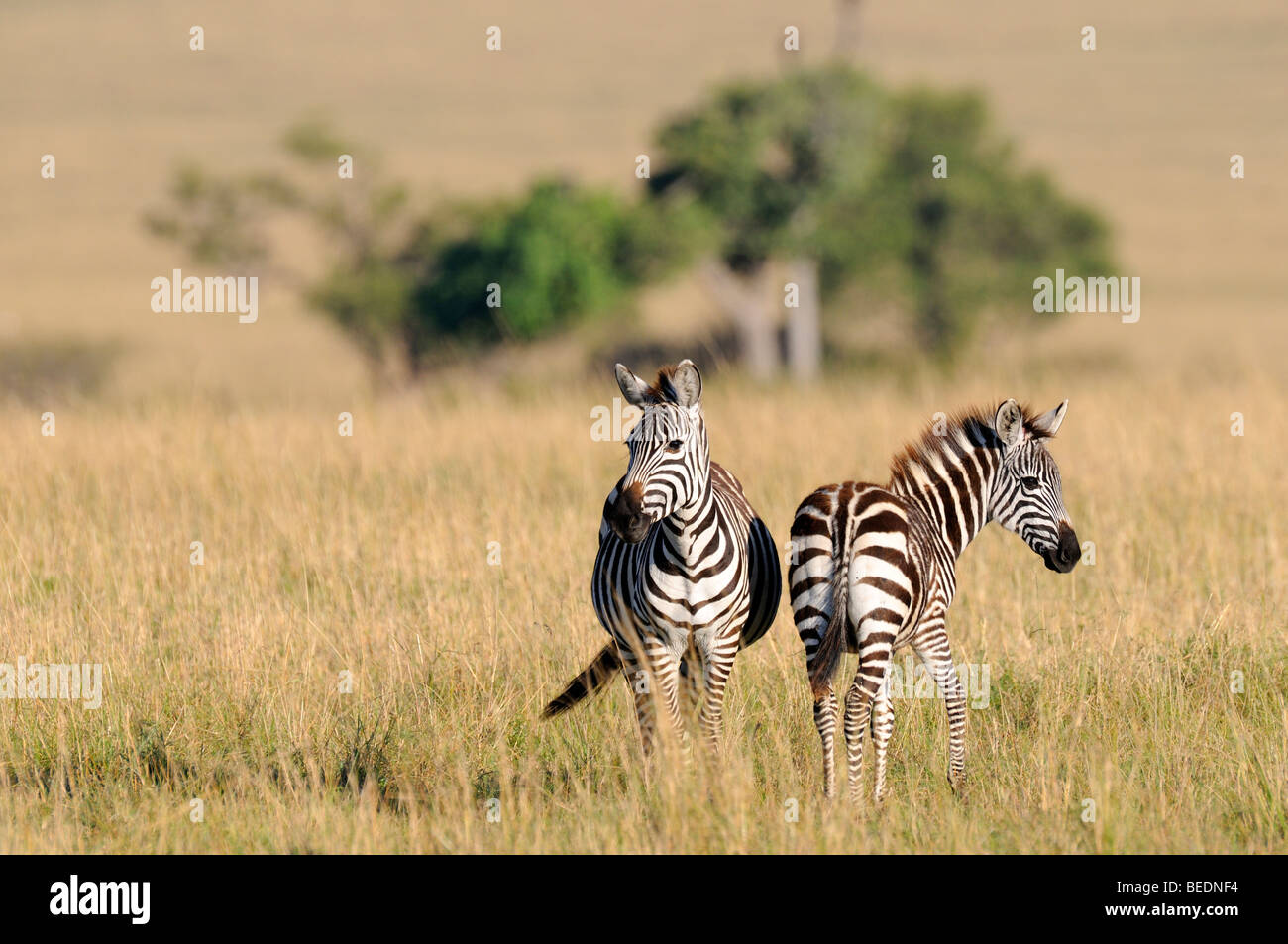 Grant Zebras (Equus Quagga Boehmi), Naturschutzgebiet Masai Mara, Kenia, Ostafrika Stockfoto