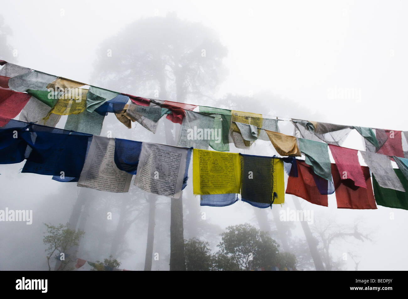 Gebet-Flags im Nebel unter hohen Tannen, Dochu La Pass, ca. 10.000 Fuß, BHUTAN Stockfoto