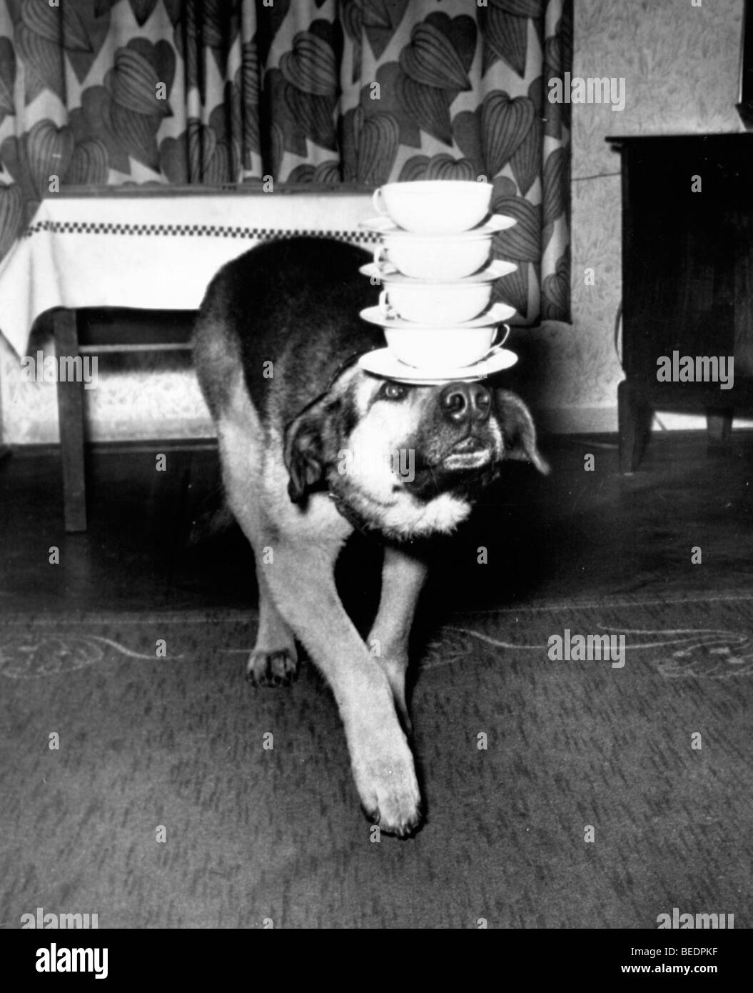 15. Februar 1952; Los Angeles, Kalifornien, USA; Acrobat-Hund zeigt seine Fähigkeiten. Obligatorische Credit: Foto von KPA /ZUMA Press. (©) Stockfoto