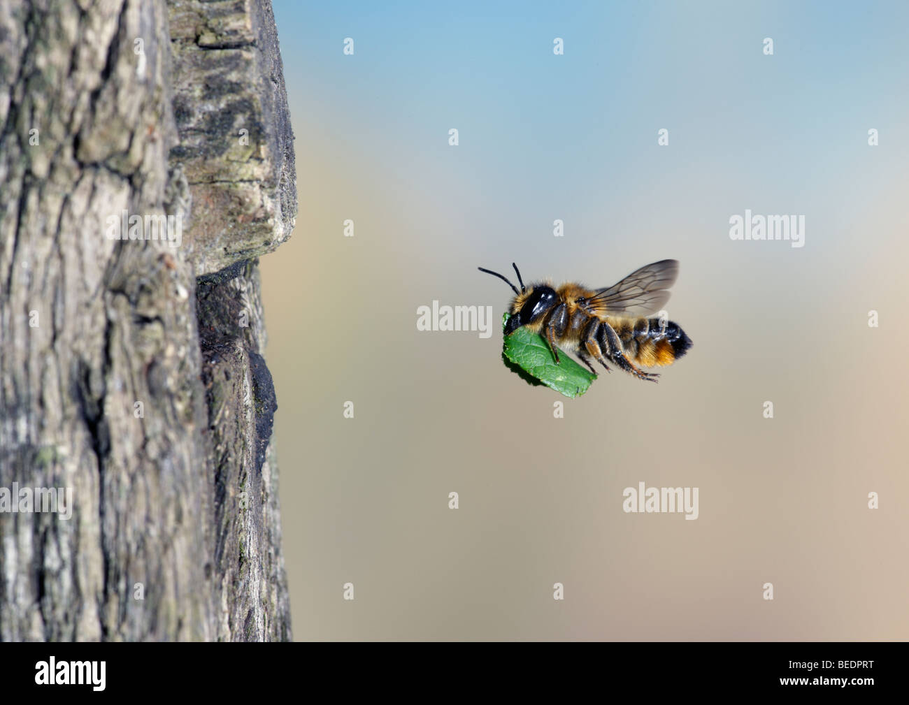 Blatt Scherblock Biene im Flug mit Blatt Stockfoto