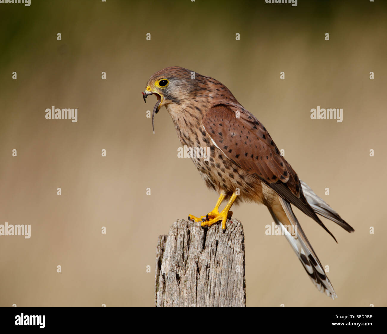 Männliche Kestrel Falco Tinnunculus auf Post mit Beute Stockfoto