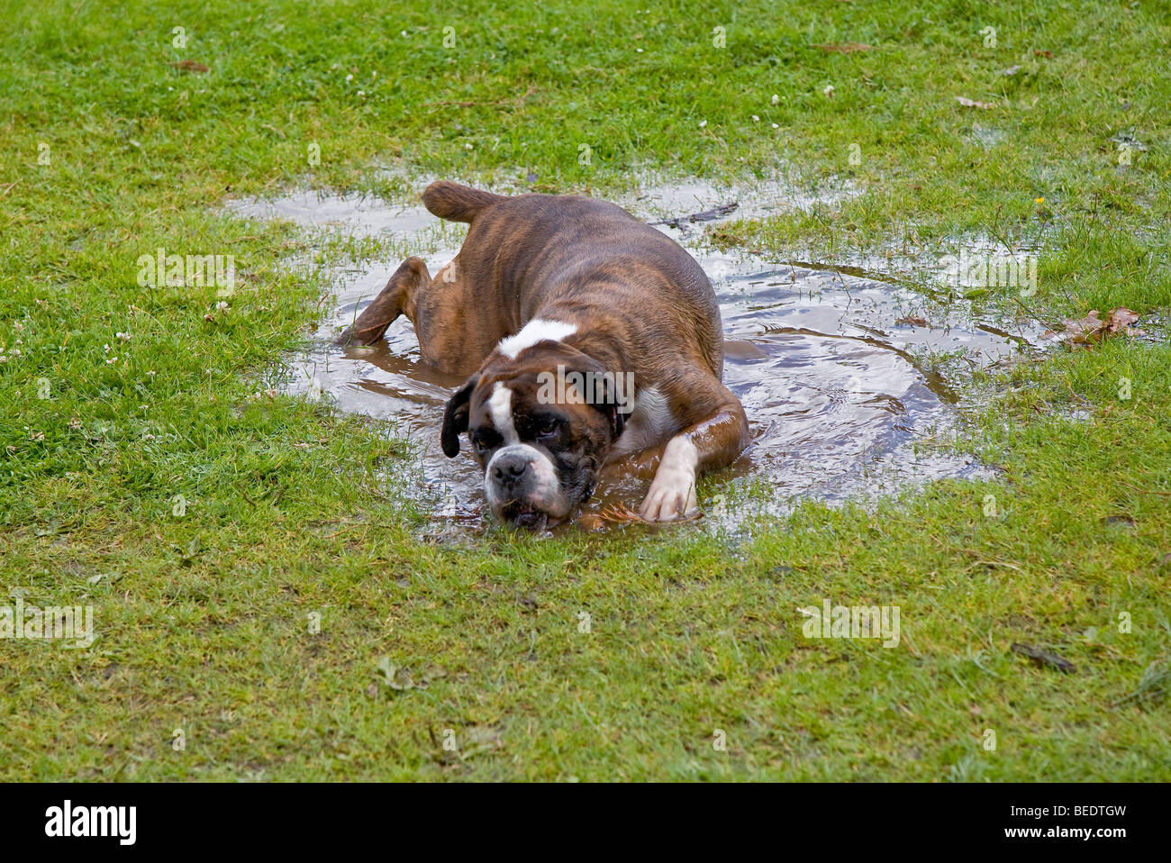 Boxer Hund Rollen in Wasserpfütze im Rasen. UK Stockfoto
