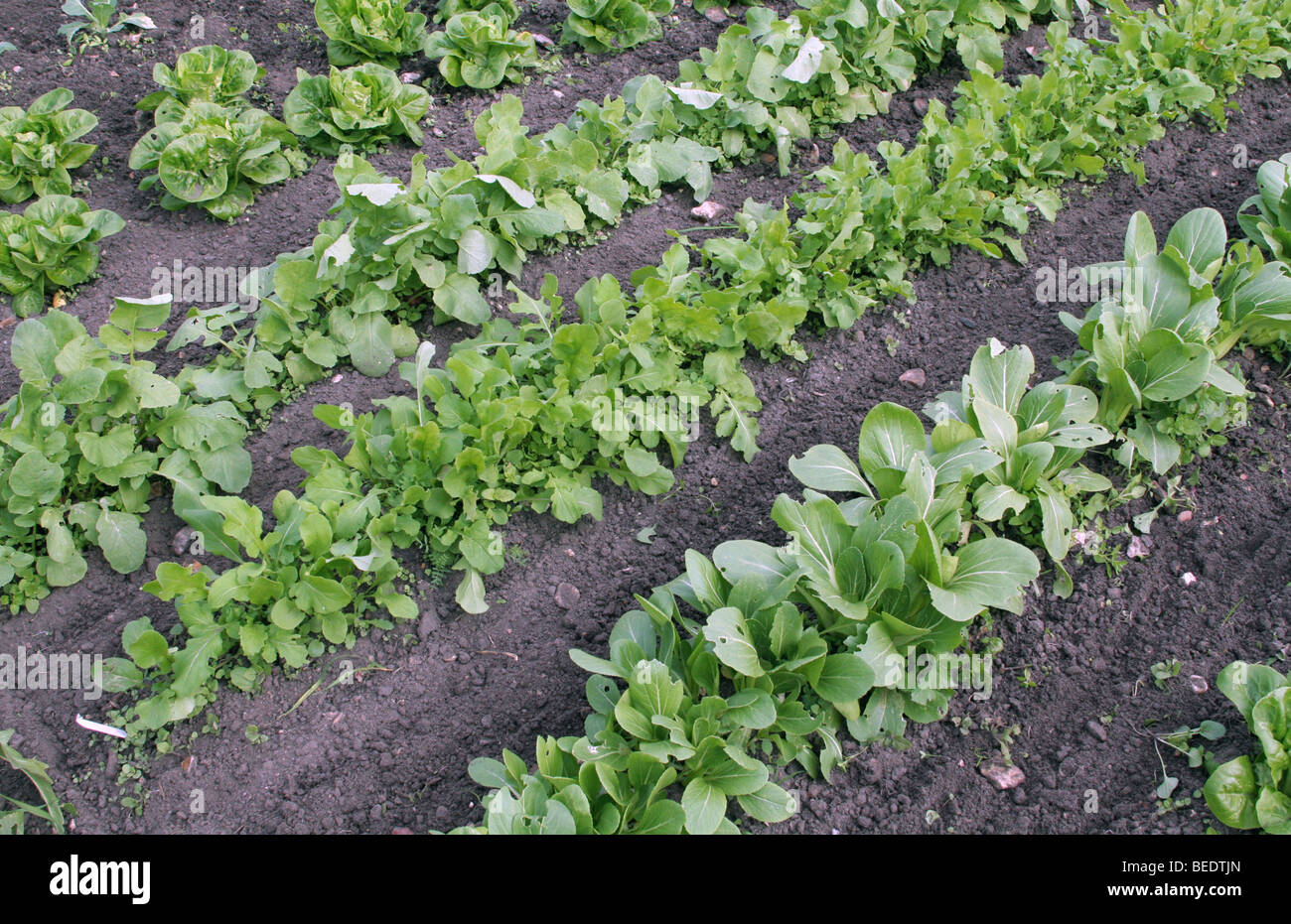 Reihen von jungen Pak Choi Rakete Radieschen und Salat in einem Gemüsegarten Stockfoto