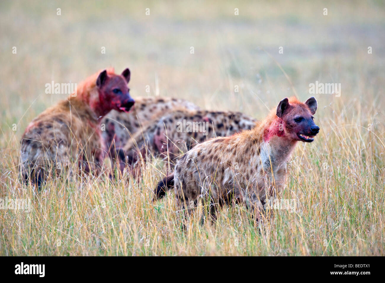 Entdeckt Hyänen (Crocuta Crocuta) mit Beute, Masai Mara Nationalpark, Kenia, Ostafrika Stockfoto