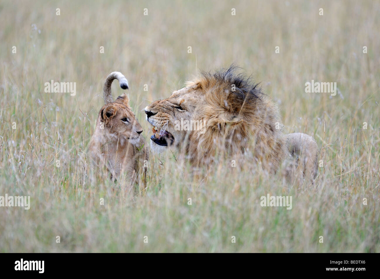 Löwe (Panthera Leo), Mähne Löwe spielt mit Cub, Masai Mara Nationalpark, Kenia, Ostafrika Stockfoto