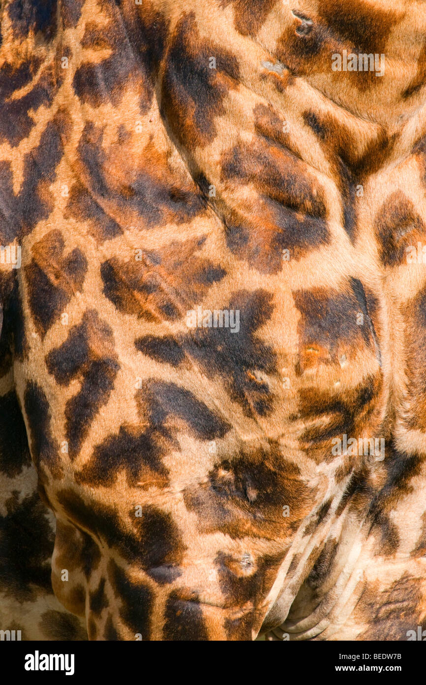 Masai-Giraffe (Giraffa Plancius Tippelskirchi), Pelz Muster, Masai Mara Nationalpark, Kenia, Ost Afrika Stockfoto