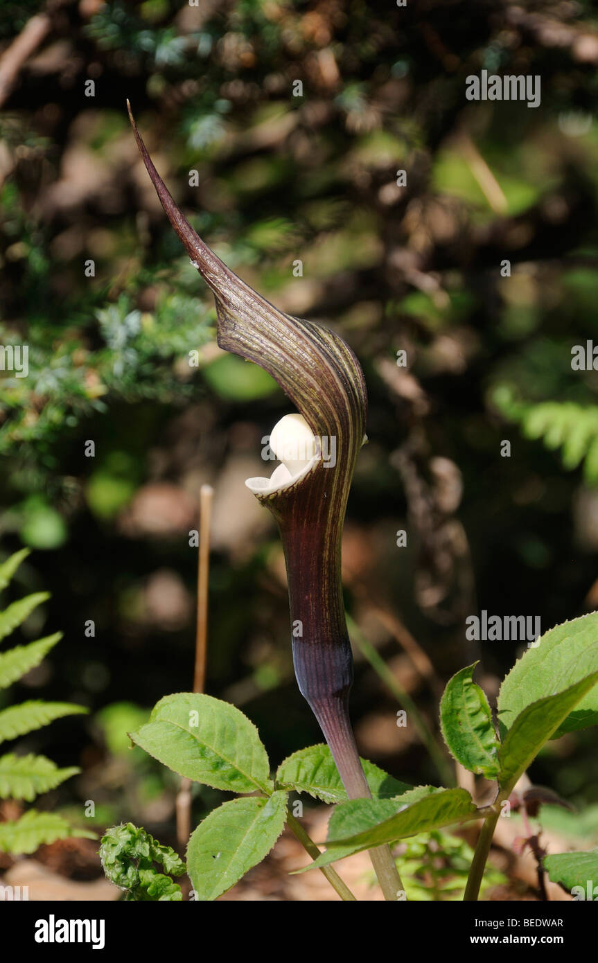 Shikoko, japanische Jack-in-the-Pulpit (Arisaema Sikokianum) auf fruchtbaren Boden in sonniger Lage in Japan, Südostasien, Asien Stockfoto