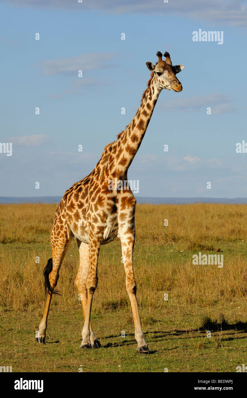 Masai-Giraffe (Giraffa Plancius Tippelskirchi), Naturschutzgebiet Masai Mara, Kenia, Ostafrika Stockfoto
