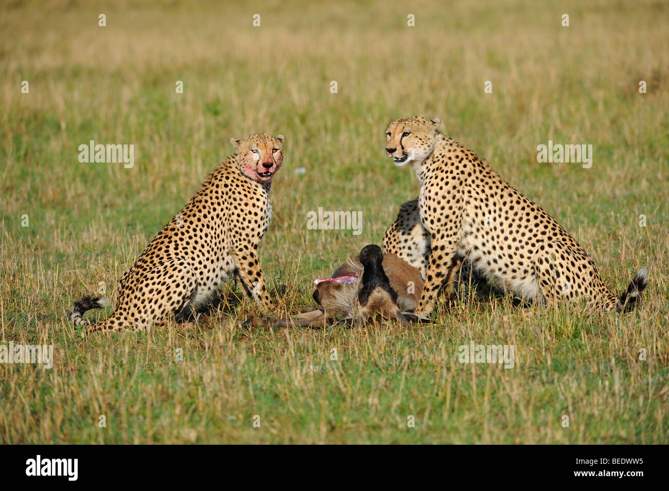 Gepard (Acinonyx Jubatus) mit Beute, Gnus (Connochaetes Taurinus Albojubatus), Jungtier, Masai Mara Nationalpark Stockfoto