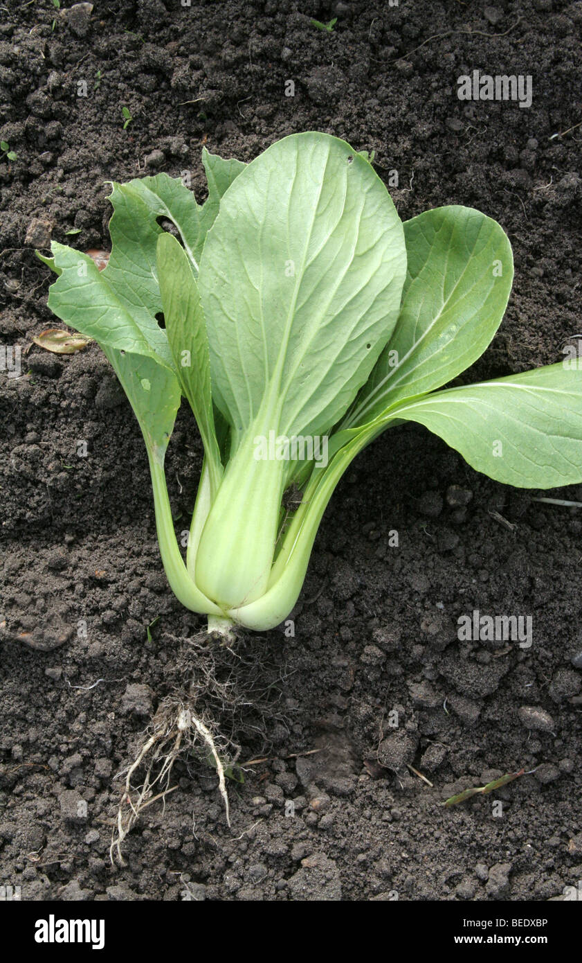 Einzelnen Pak Choi oder Pak-Choi Pflanze entwurzelt oder ausgedünnt um  zusätzliche wachsende Platz für andere Pflanzen, die Wurzeln  Stockfotografie - Alamy