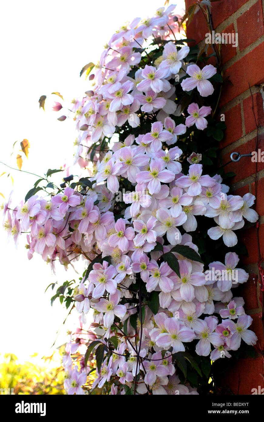 ROSA CLEMATIS MONTANA GROWIG AUF MAUER IM GARTEN Stockfoto