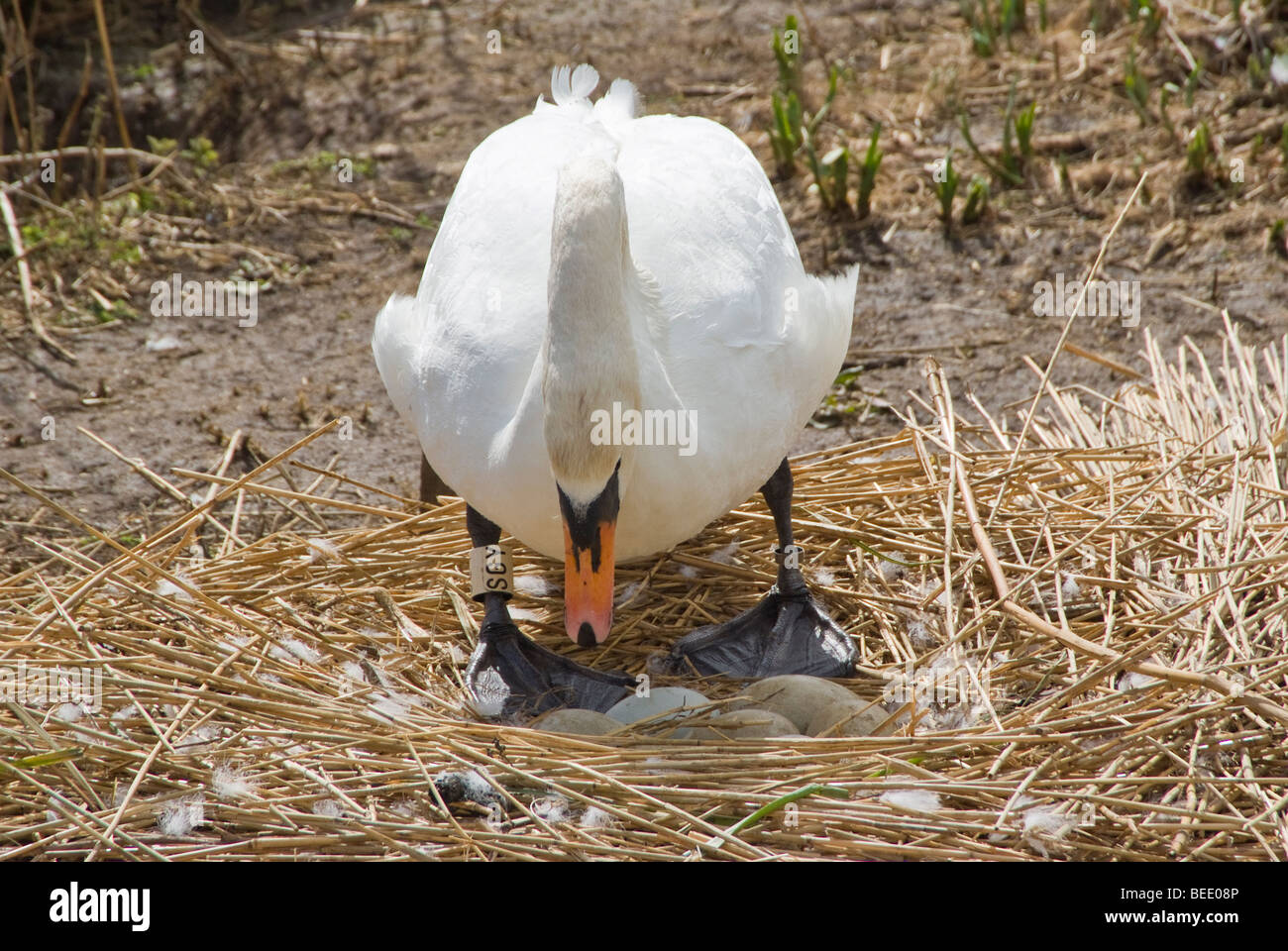 Höckerschwan Bruteier in Abbotsbury Swannery, Dorset. England Stockfoto