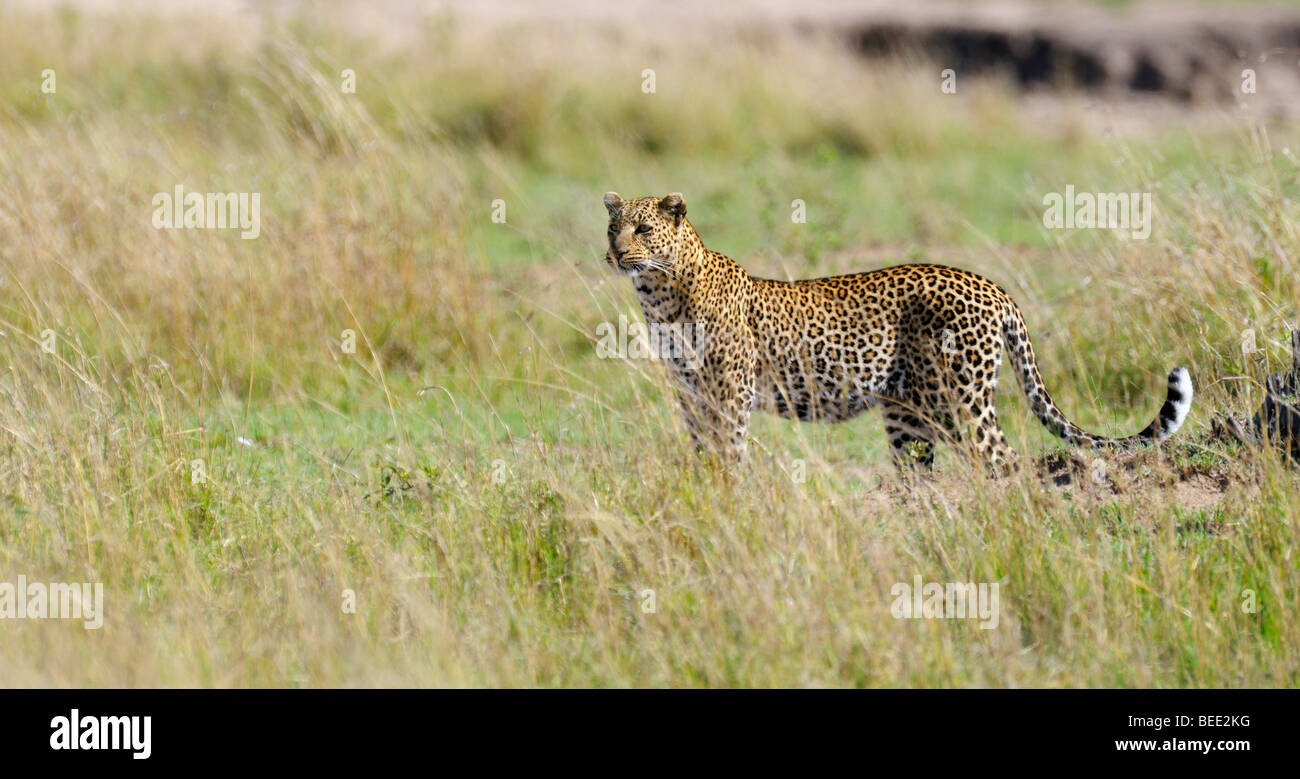 Leopard (Panthera Pardus), Naturschutzgebiet Masai Mara, Kenia, Ostafrika Stockfoto