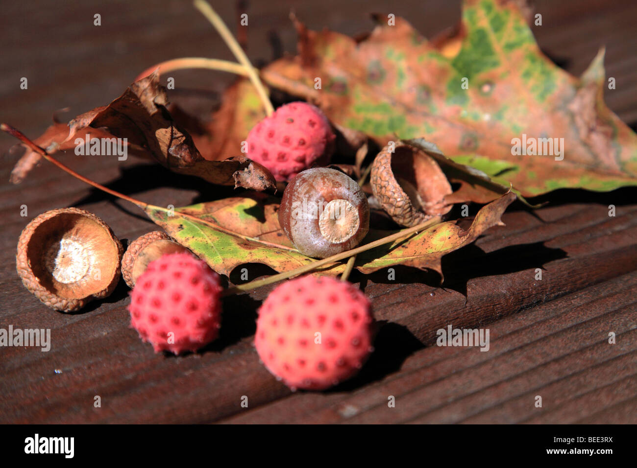 Herbst Eicheln und Beeren von den chinesischen blühenden Hartriegels (Sorbus Kousa) auf einem Holztisch Stockfoto