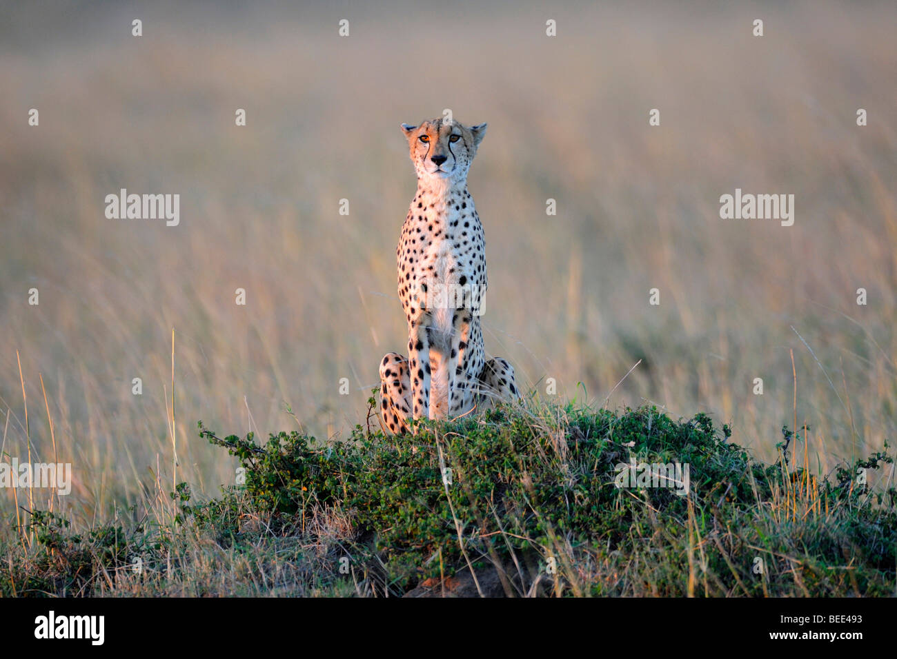 Gepard (Acinonyx Jubatus), auf der Suche von einem Termitenhügel im letzten Licht des Tages, Naturschutzgebiet Masai Mara, Kenia, Ost Stockfoto