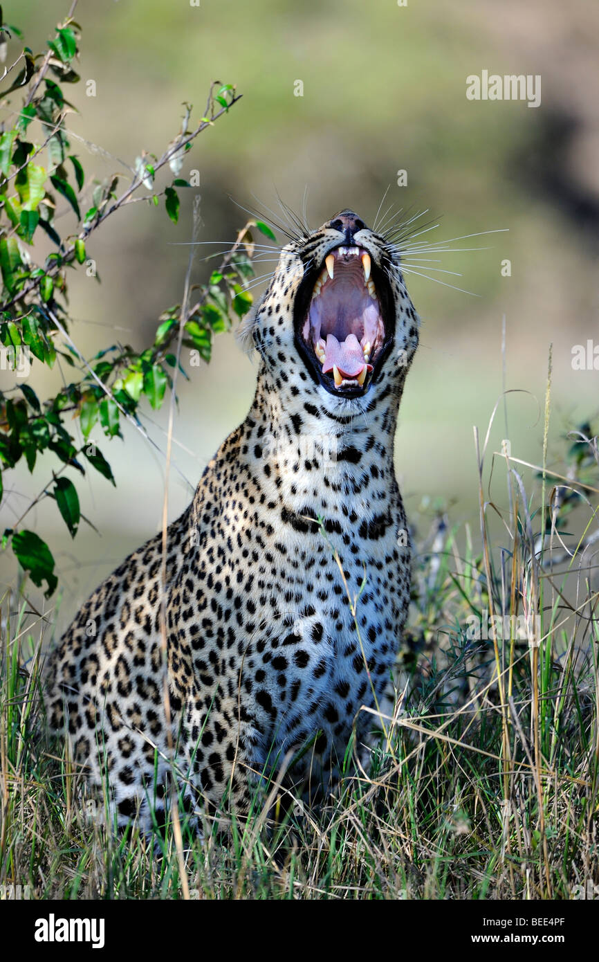 Leopard (Panthera Pardus), Gähnen, Naturschutzgebiet Masai Mara, Kenia, Ostafrika Stockfoto