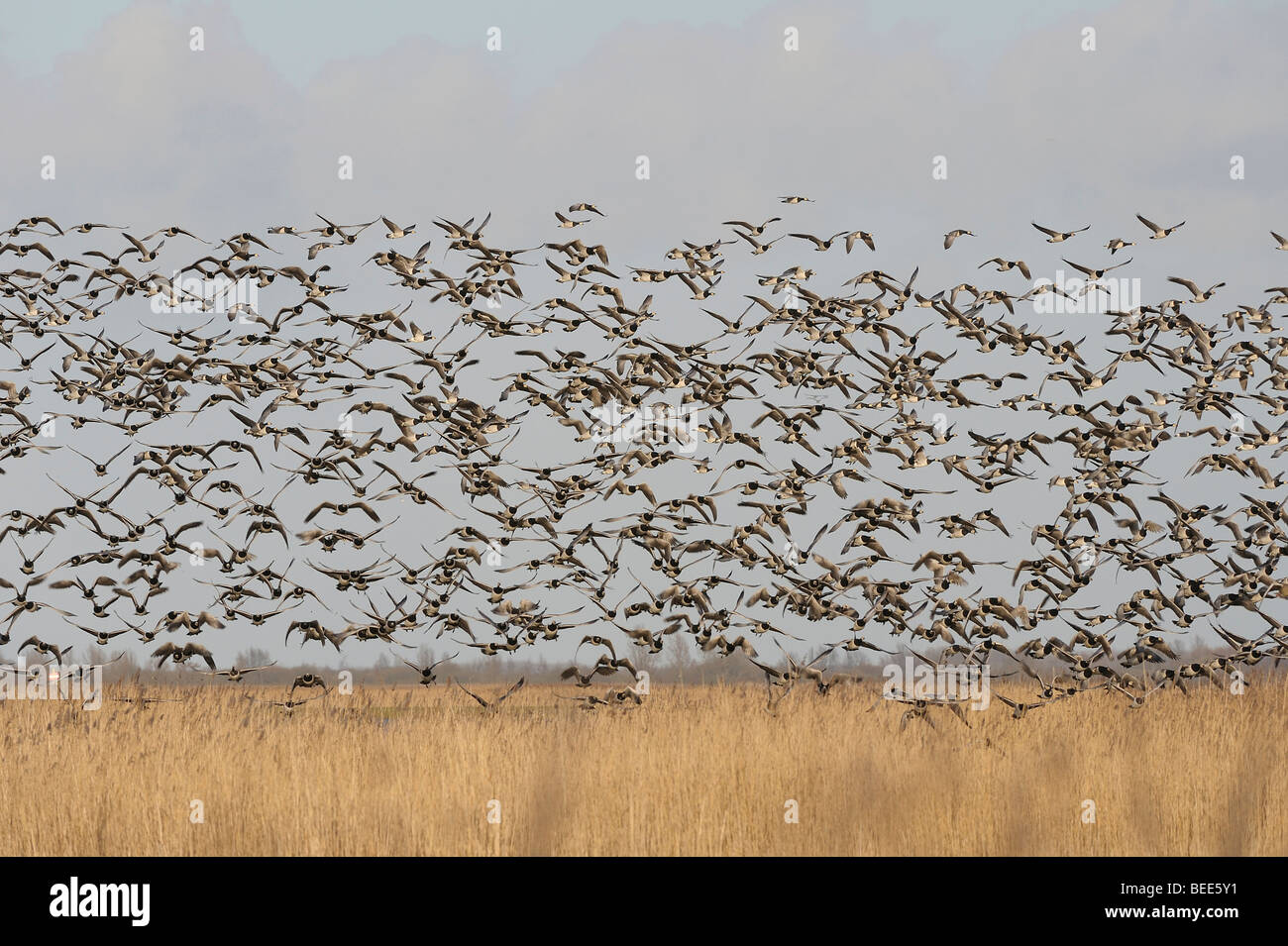 Weißwangengans (Branta Leucopsis) im Flug Stockfoto