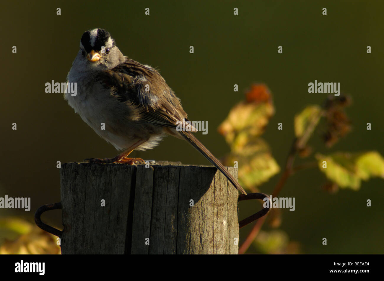 Weiß – Crowned Sparrow (Zonotrichia Leucophrys) Stockfoto