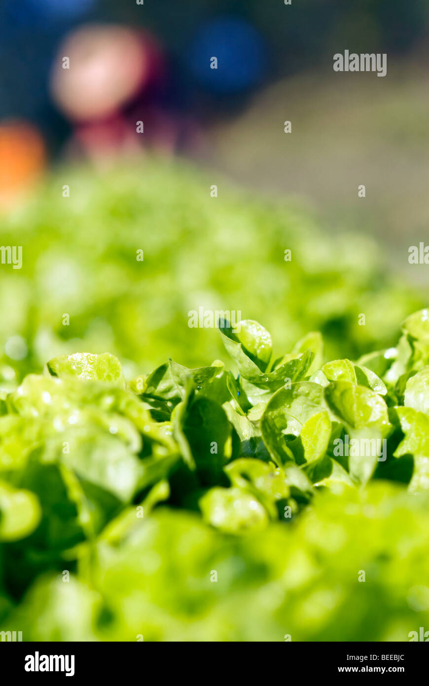 Bio Salat Ernte - zertifizierte Bio-Produzent Stockfoto