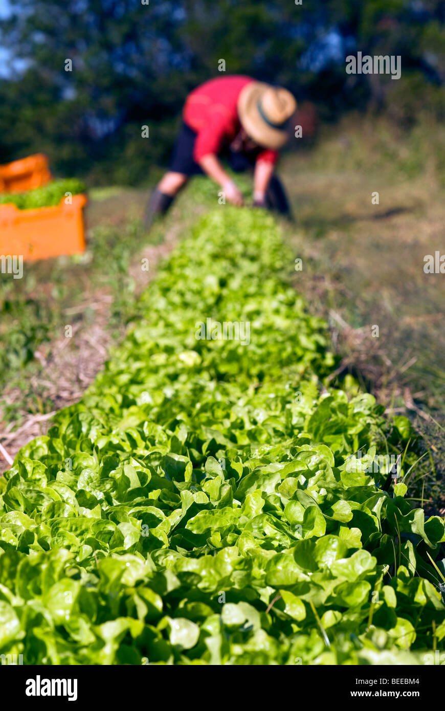 Ernte von Salat - zertifizierte Bio-Produzent Stockfoto