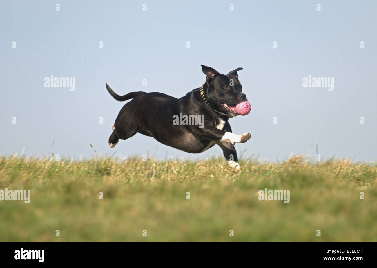 STAFFORDSHIRE BULLTERRIER HUND LÄUFT AUF GRÄSER MIT BALL IM MAUL Stockfoto
