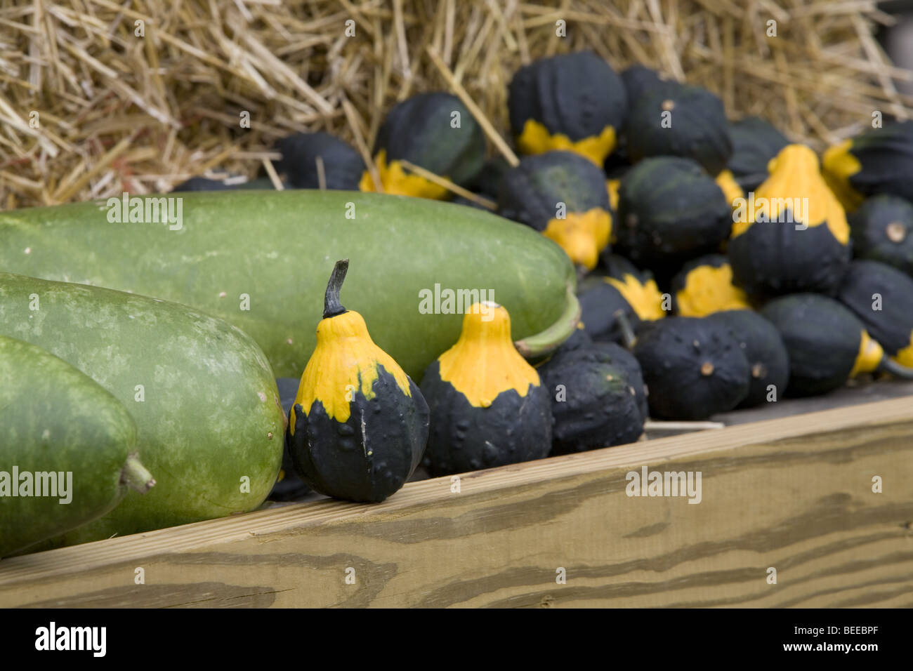 dekorative Kürbisse Stockfoto