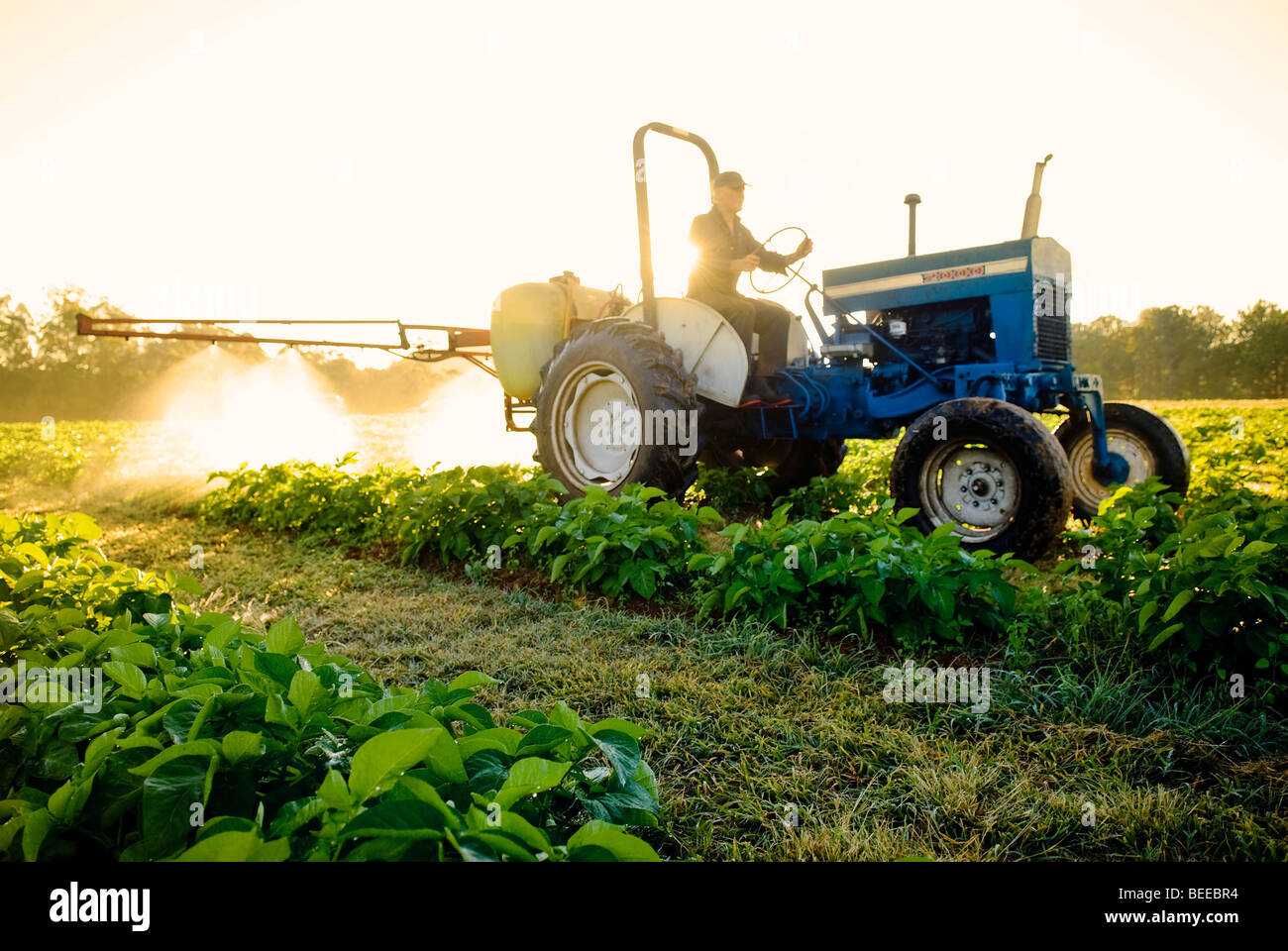 Aufsprühen Seetang Kartoffelernte Bio - zertifizierte Bio-Produzent Stockfoto