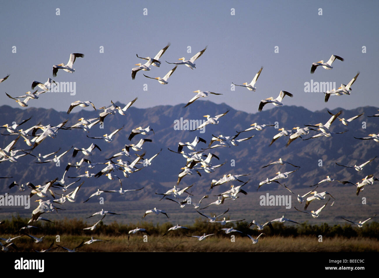 Herde von amerikanischen weißen Pelikan (Pelecanus Erythrorhynchos) über die Sonny Bono Salton Sea National Wildlife Refuge, California. Stockfoto