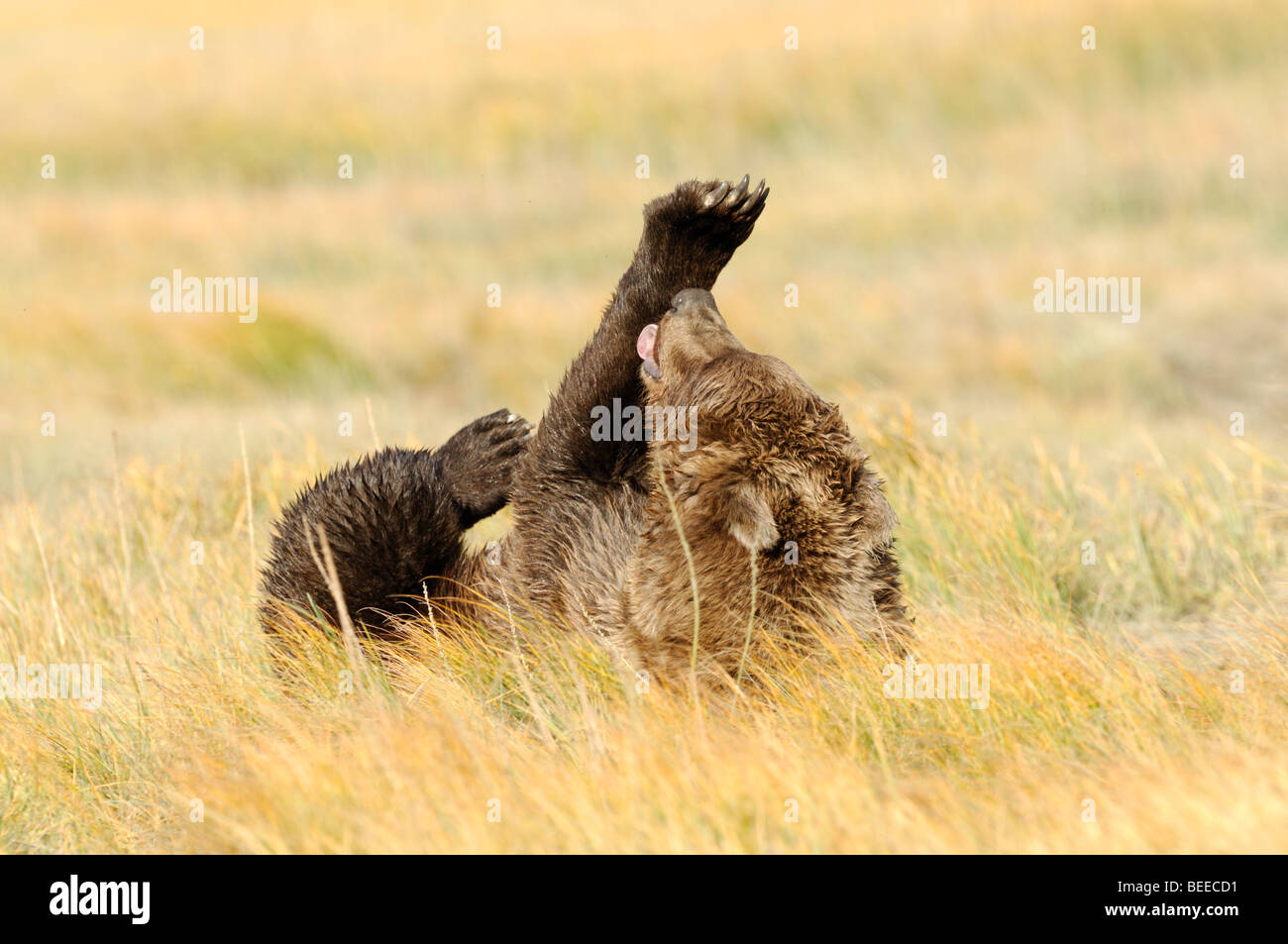 Stock Foto von ein Braunbär Verlegung auf seinem Rücken in eine goldene Wiese beim lecken seine Vorderpfote. Stockfoto